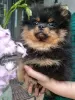 Additional photos: Сute black&tan Pomeranian puppy