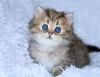 Photo №2 to announcement № 114878 for the sale of persian cat - buy in United States 