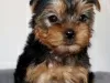 Photo №3. Magnificent Toy Yorkie puppies set to go now. United States