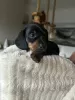 Photo №2 to announcement № 128721 for the sale of dachshund - buy in United States private announcement