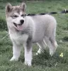 Photo №4. I will sell alaskan malamute in the city of Częstochowa. breeder - price - 350$