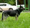 Additional photos: Grand, East European Shepherd Dog, age 4.5 years. Looking for a home.