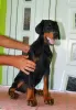 Photo №1. dobermann - for sale in the city of Kruševac | negotiated | Announcement № 66322