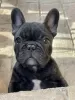 Photo №4. I will sell french bulldog in the city of Surčin. breeder - price - negotiated