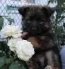 Additional photos: German Shepherd