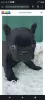 Photo №4. I will sell french bulldog in the city of Kula. private announcement - price - negotiated