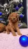 Photo №1. poodle (dwarf) - for sale in the city of Warsaw | negotiated | Announcement № 83881