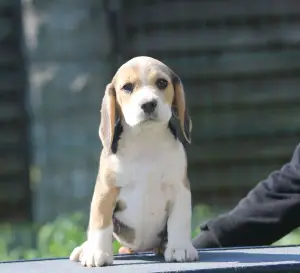 Photo №3. An interesting girl. Beagle. Belarus