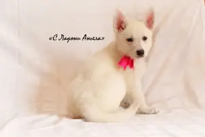 Additional photos: Kennel #SladoniAngela offers puppies white Swiss Shepherd