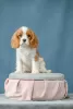 Photo №3. Cavalier King Charles Spaniel puppies. Russian Federation