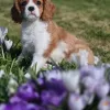 Photo №1. cavalier king charles spaniel - for sale in the city of Randaberg | negotiated | Announcement № 97764