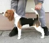 Photo №2 to announcement № 122566 for the sale of beagle - buy in Serbia private announcement