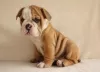 Photo №3. English Bulldogs for Rehoming. United States