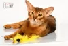 Photo №4. I will sell abyssinian cat in the city of Greer. breeder - price - 2000$