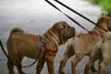 Photo №3. Brutal Shar Pei puppy. Russian Federation