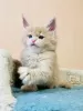 Additional photos: Healthy cute adorable and socialized Maine coon kittens available