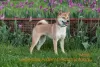 Photo №2 to announcement № 8237 for the sale of shiba inu - buy in Russian Federation breeder