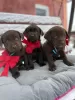 Photo №2 to announcement № 43016 for the sale of labrador retriever - buy in Lithuania private announcement, breeder