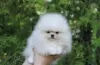 Additional photos: Spitz Pomeranian males and females puppies available