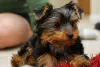 Photo №2 to announcement № 100925 for the sale of yorkshire terrier - buy in Germany private announcement