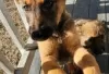 Photo №1. malinois - for sale in the city of Berlin | Is free | Announcement № 126900