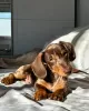 Photo №1. dachshund - for sale in the city of San Francisco | 320$ | Announcement № 130509