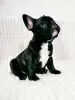 Photo №2 to announcement № 15908 for the sale of french bulldog - buy in Belarus private announcement