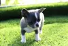 Photo №2 to announcement № 13732 for the sale of chihuahua - buy in Russian Federation from nursery, breeder