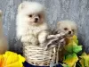 Photo №3. Pomeranian girls and boys of different colors. Lithuania