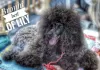 Photo №3. Medium sized poodle puppies. Serbia