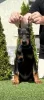 Additional photos: Doberman puppies for sale