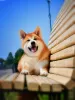 Additional photos: Akita Inu Boy (Hachiko)