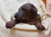 Photo №3. XOLOITZCUINTLE STANDARD puppies. Ukraine