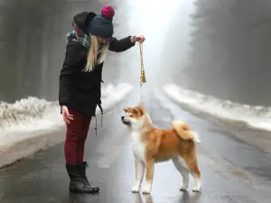 Photo №1. Service of the groomer in the city of Minsk. Price - Negotiated. Announcement № 3159