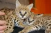 Photo №3. Savannah kittens for sale. Germany