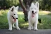 Additional photos: White Swiss Shepherd puppies for sale