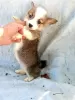 Photo №2 to announcement № 9799 for the sale of welsh corgi - buy in Belarus from nursery, breeder