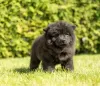 Additional photos: Chow Chow puppies are set for new homes now