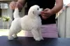 Additional photos: Toy Poodle puppies