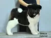 Additional photos: american akita puppies