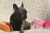 Photo №1. french bulldog - for sale in the city of Джулианстаун | 329$ | Announcement № 129989