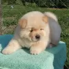 Photo №1. chow chow - for sale in the city of Остенде | 141$ | Announcement № 129077