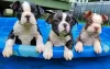 Photo №1. boston terrier - for sale in the city of Nuremberg | 423$ | Announcement № 56607