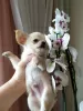 Photo №4. I will sell chihuahua in the city of Munich. private announcement, breeder - price - 269$