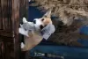 Photo №2 to announcement № 79308 for the sale of welsh corgi - buy in Russian Federation breeder