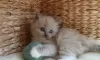 Photo №4. I will sell ragdoll in the city of Hawaiian Paradise Park.  - price - 350$