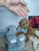 Photo №1. poodle (toy) - for sale in the city of Москва | 846$ | Announcement № 50727