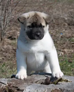 Additional photos: Our kids grow up and get ready to search for their favorite owners !!!!