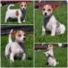 Additional photos: Booking Jack Russell puppies from the kennel for May-June