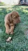 Additional photos: Dogue de Bordeaux puppies